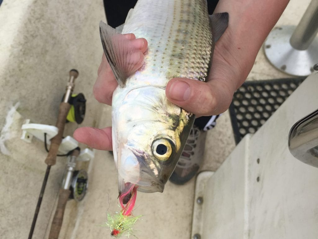 Roanoke-River-Stripers-Great-Outdoor-Provision-Co