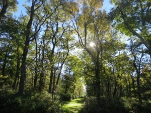 sun shine through trees on path
