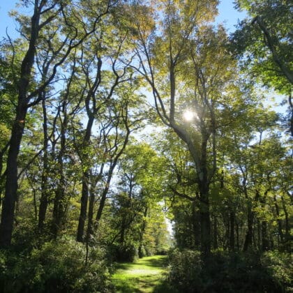 sun shine through trees on path
